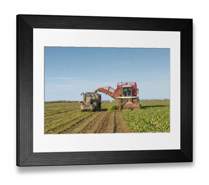 Framed Print : Sugar Beet (Beta vulgaris) crop, self-propelled harvester harvesting and loading trailer with roots, Norfolk, England
