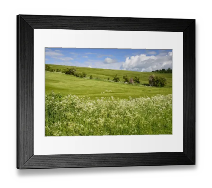 Framed Print : Barley (Hordeum vulgare) crop, ripening fields with Cow Parsley (Anthriscus sylvestris) flowering on verge Framed Print : Barley (Hordeum vulgare) crop, ripening fields with Cow Parsley (Anthriscus sylvestris) flowering on verge