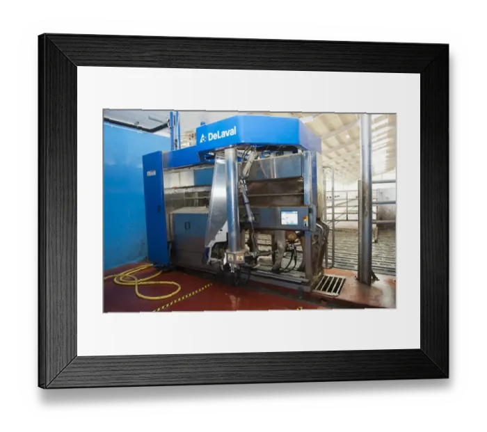 Framed Print : Dairy farming, dairy cow being milked in DeLavel robotic milking machine, Scotland, June