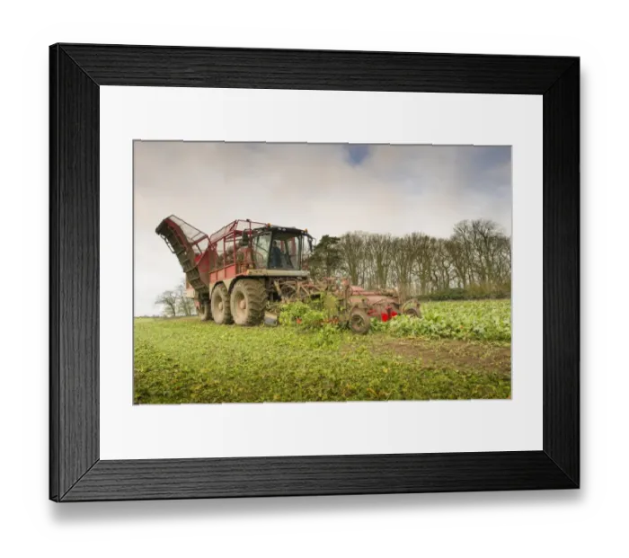 Framed Print : Sugar Beet (Beta vulgaris) crop, self-propelled harvester harvesting field, Norfolk, England, January Framed Print : Sugar Beet (Beta vulgaris) crop, self-propelled harvester harvesting field, Norfolk, England, January