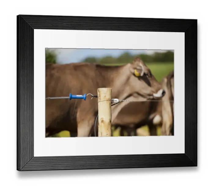 Framed Print : Electric fence set up along farm track to keep dairy cattle on, Scotland, June Framed Print : Electric fence set up along farm track to keep dairy cattle on, Scotland, June