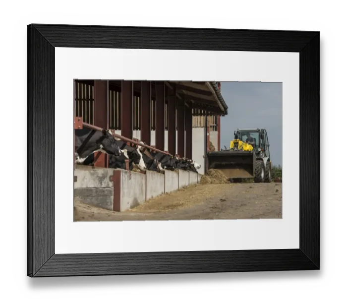 Framed Print : Dairy farming, feeding dry dairy cows using telehandler on farm, Preston, Lancashire, England, July Framed Print : Dairy farming, feeding dry dairy cows using telehandler on farm, Preston, Lancashire, England, July