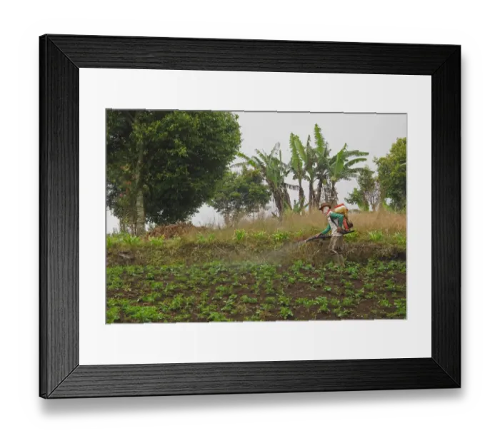 Framed Print : Farmer crop spraying in field just outside park entrance, Kerinci Seblat N. P Framed Print : Farmer crop spraying in field just outside park entrance, Kerinci Seblat N. P