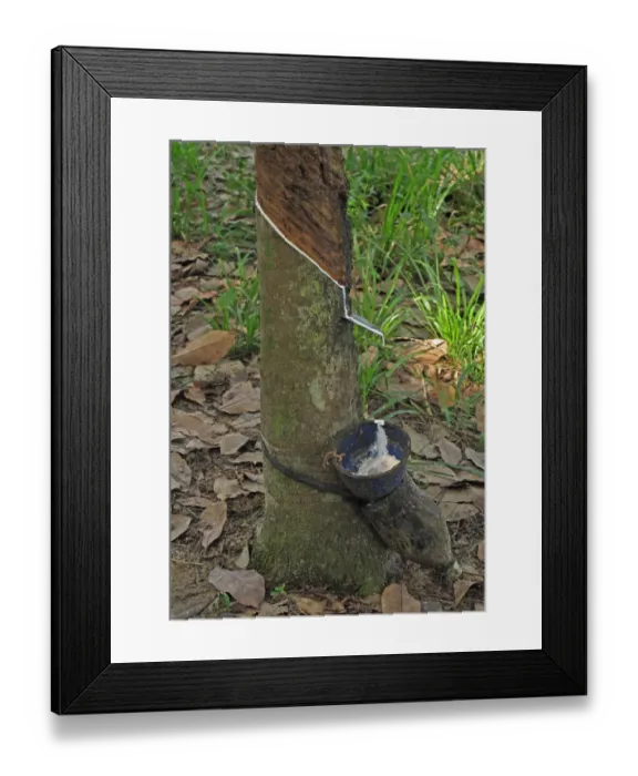 Framed Print : Rubber tree trunk with bowl collecting latex, near Way Kambas N. P. Lampung Province, Sumatra, Greater Sunda Islands Framed Print : Rubber tree trunk with bowl collecting latex, near Way Kambas N. P. Lampung Province, Sumatra, Greater Sunda Islands