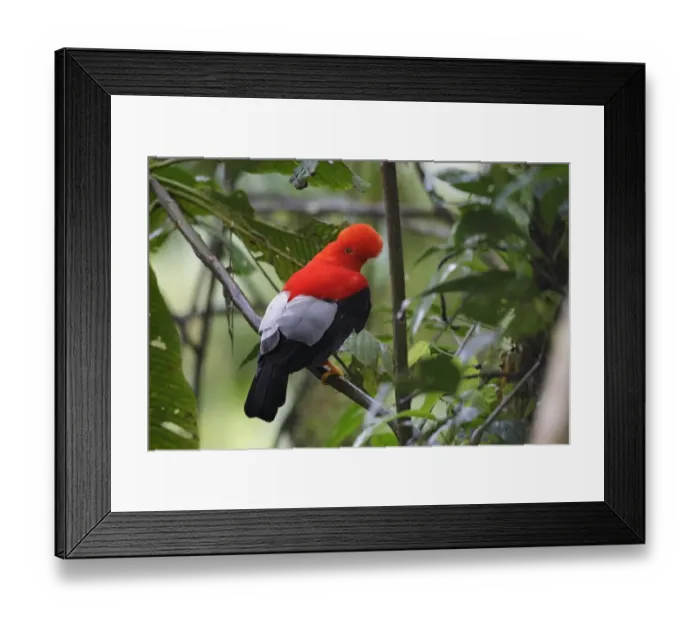 Framed Print : Andean Cock-of-the-rock (Rupicola peruviana) adult male, perched on branch, Paz des Aves, Mindo, Andes Framed Print : Andean Cock-of-the-rock (Rupicola peruviana) adult male, perched on branch, Paz des Aves, Mindo, Andes