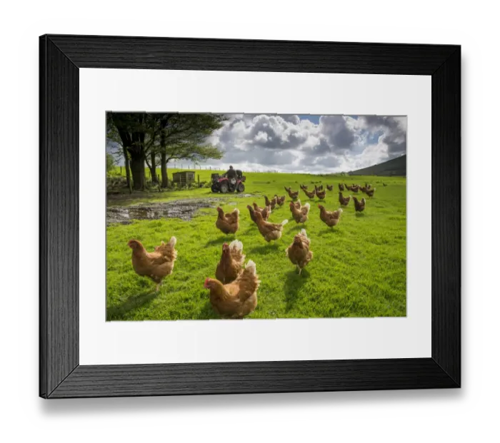 Framed Print : Domestic Chicken, freerange hens, flock in pasture, being fed by farmer on quadbike, Chipping, Lancashire, England, May Framed Print : Domestic Chicken, freerange hens, flock in pasture, being fed by farmer on quadbike, Chipping, Lancashire, England, May