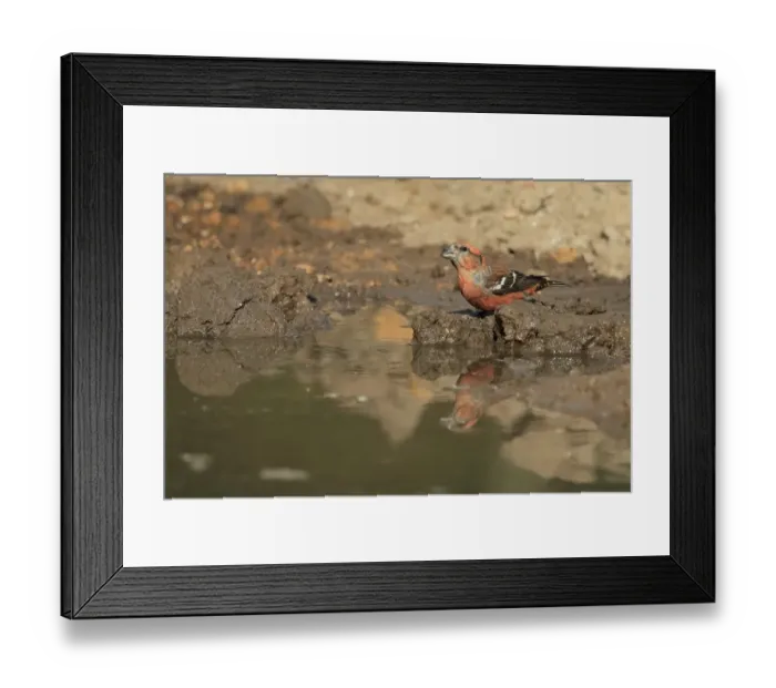 Framed Print : Two-barred Crossbill (Loxia leucoptera) adult male, vagrant drinking, Lyndford Arboretum, Norfolk, England, April Framed Print : Two-barred Crossbill (Loxia leucoptera) adult male, vagrant drinking, Lyndford Arboretum, Norfolk, England, April