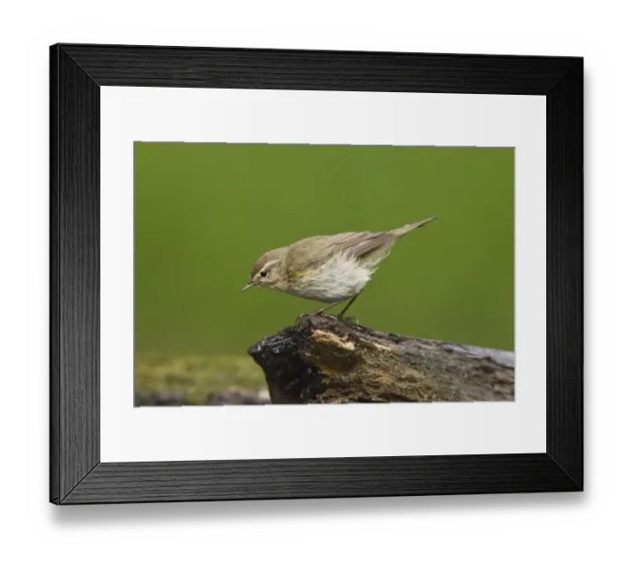Framed Print : Eurasian Chiffchaff (Phylloscopus collybita) adult, standing on log at pool in woodland, Debrecen, Hungary, April Framed Print : Eurasian Chiffchaff (Phylloscopus collybita) adult, standing on log at pool in woodland, Debrecen, Hungary, April