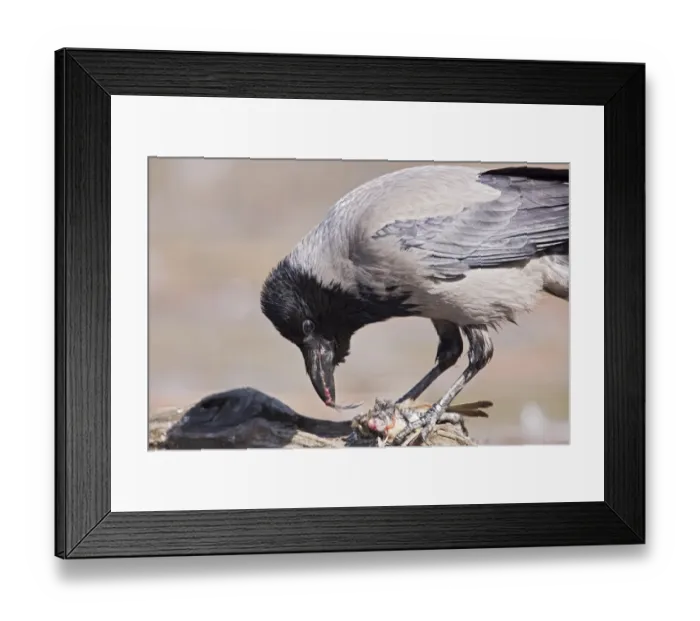 Framed Print : Hooded Crow (Corvus cornix) adult, feeding on bird carcass, Hortobagy N. P. Hungary, April Framed Print : Hooded Crow (Corvus cornix) adult, feeding on bird carcass, Hortobagy N. P. Hungary, April
