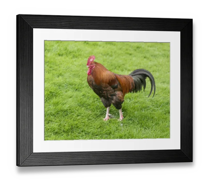 Framed Print : Domestic Chicken, cockerel, standing on grass, Grasmere, Cumbria, England, May Framed Print : Domestic Chicken, cockerel, standing on grass, Grasmere, Cumbria, England, May