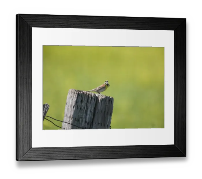 Framed Print : Dickcissel (Spiza americana) adult male, breeding plumage, singing, perched on fencepost in prairie, North Dakota Framed Print : Dickcissel (Spiza americana) adult male, breeding plumage, singing, perched on fencepost in prairie, North Dakota