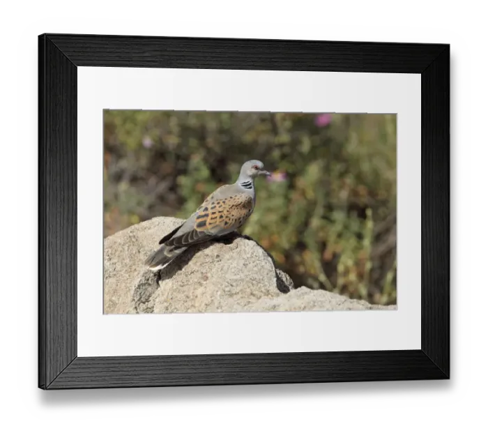Framed Print : Eurasian Turtle-dove (Streptopelia turtur) adult, perched on rock, Lesvos, Greece, May Framed Print : Eurasian Turtle-dove (Streptopelia turtur) adult, perched on rock, Lesvos, Greece, May