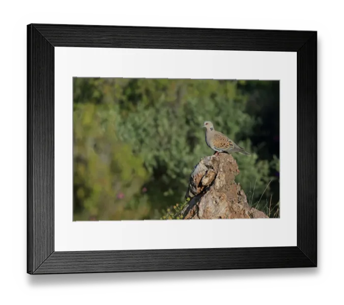 Framed Print : Eurasian Turtle-dove (Streptopelia turtur) adult, perched on rock, Lesvos, Greece, May Framed Print : Eurasian Turtle-dove (Streptopelia turtur) adult, perched on rock, Lesvos, Greece, May