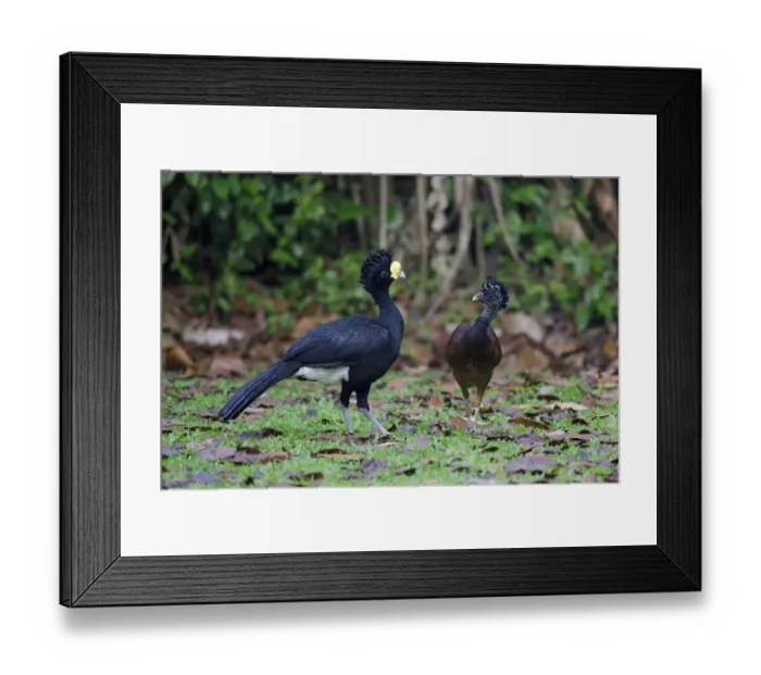 Framed Print : Great Curassow (Crax rubra) adult pair, standing on forest floor, La Selva Biological Station, Costa Rica, March
