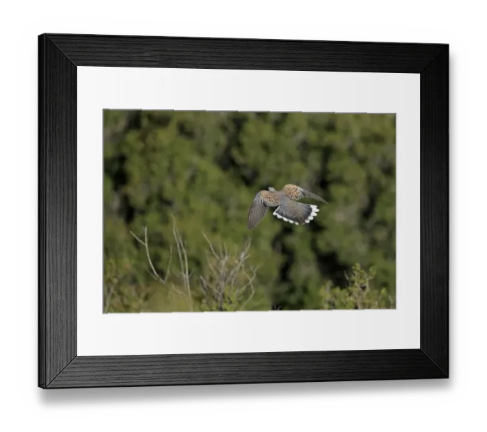 Framed Print : Eurasian Turtle-dove (Streptopelia turtur) adult, in flight, Lesvos, Greece, May Framed Print : Eurasian Turtle-dove (Streptopelia turtur) adult, in flight, Lesvos, Greece, May