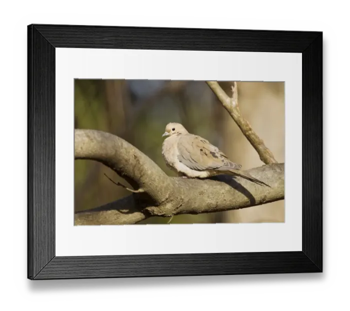 Framed Print : Mourning Dove (Zenaida macroura) adult, perched on branch, Washington D. C. U. S. A. February