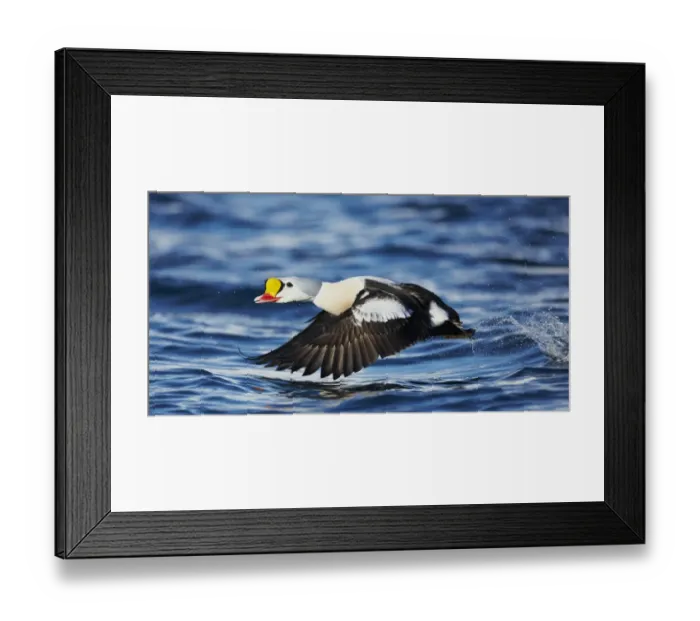 Framed Print : King Eider (Somateria spectabilis) adult male, in flight, taking off from sea, Norway, March Framed Print : King Eider (Somateria spectabilis) adult male, in flight, taking off from sea, Norway, March