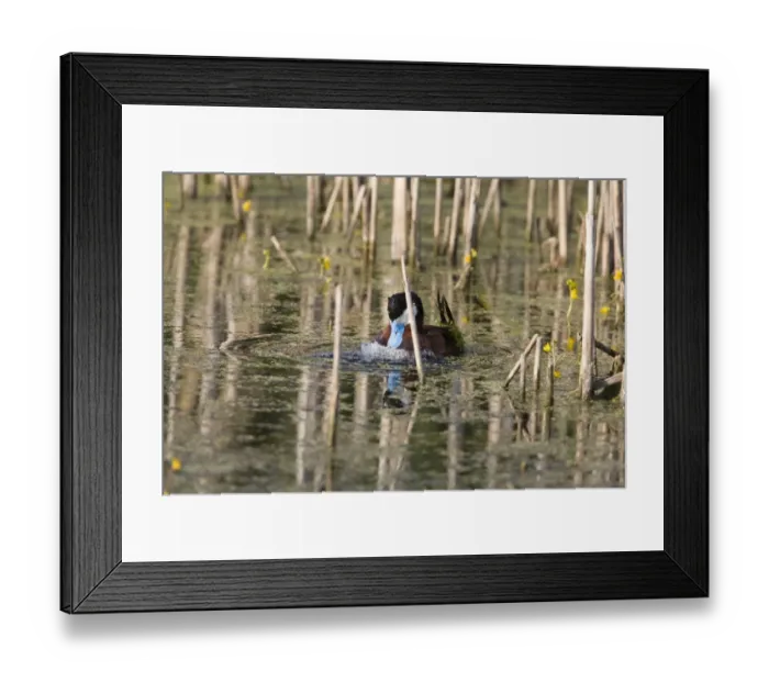Framed Print : Ruddy Duck (Oxyura jamaicensis jamaicensis) adult male, breeding plumage, creating bubbles in courtship display on pond Framed Print : Ruddy Duck (Oxyura jamaicensis jamaicensis) adult male, breeding plumage, creating bubbles in courtship display on pond