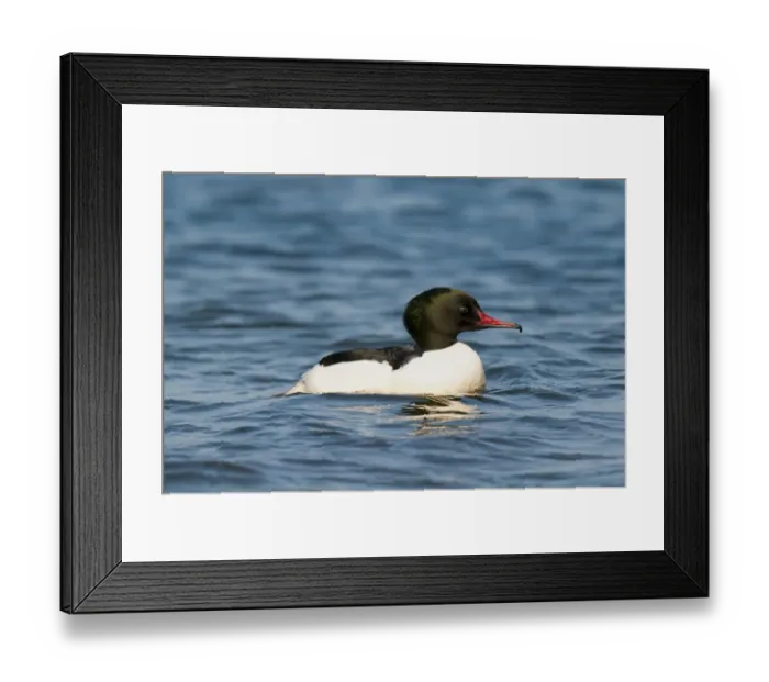 Framed Print : Goosander (Mergus merganser) adult male, breeding plumage, swimming on choppy waters of lake, Llyn Padarn, Llanberis Framed Print : Goosander (Mergus merganser) adult male, breeding plumage, swimming on choppy waters of lake, Llyn Padarn, Llanberis
