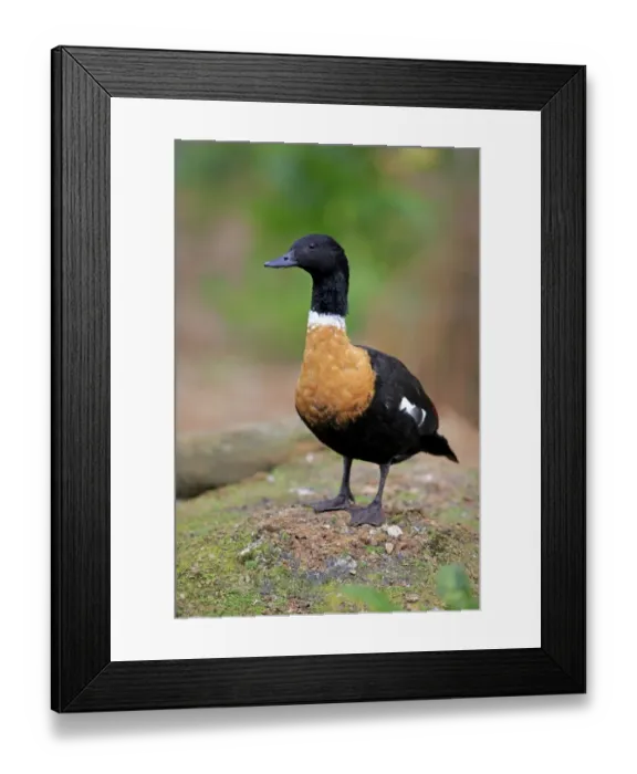 Framed Print : Australian Shelduck (Tadorna tadornoides) adult male, standing, Phillip Island, Victoria, Australia, November
