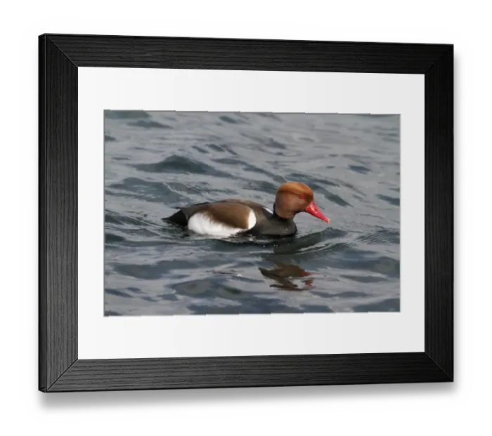 Framed Print : Red-crested Pochard (Netta rufina) adult male, swimming on lake, Switzerland, April