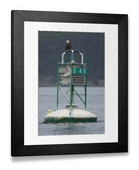 Framed Print : Bald Eagle (Haliaeetus leucocephalus) adult, perched on navigational marker, Strait of Georgia, Gulf Islands Framed Print : Bald Eagle (Haliaeetus leucocephalus) adult, perched on navigational marker, Strait of Georgia, Gulf Islands