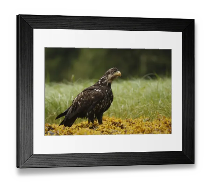 Framed Print : Bald Eagle (Haliaeetus leucocephalus) juvenile, standing on shoreline in temperate coastal rainforest, Inside Passage Framed Print : Bald Eagle (Haliaeetus leucocephalus) juvenile, standing on shoreline in temperate coastal rainforest, Inside Passage