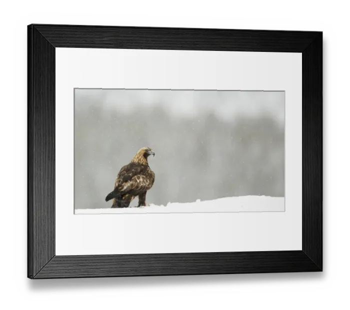 Framed Print : Golden Eagle (Aquila chrysaetos) adult, standing on ridge in snowfall, Northern Finland, March Framed Print : Golden Eagle (Aquila chrysaetos) adult, standing on ridge in snowfall, Northern Finland, March