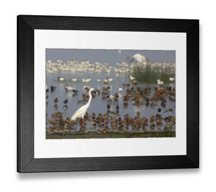 Framed Print : Great White Egret (Ardea alba modesta) Curlew Sandpiper (Calidris ferruginea) and Red-necked Stint (Calidris ruficollis) Framed Print : Great White Egret (Ardea alba modesta) Curlew Sandpiper (Calidris ferruginea) and Red-necked Stint (Calidris ruficollis)