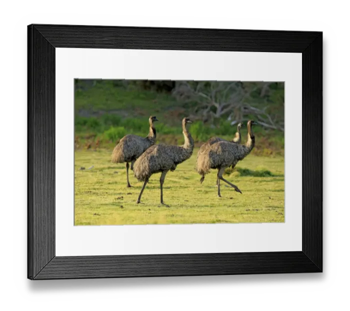 Framed Print : Emu (Dromaius novaehollandiae) four subadults, walking, Wilsons Promontory N. P. Victoria, Australia, November Framed Print : Emu (Dromaius novaehollandiae) four subadults, walking, Wilsons Promontory N. P. Victoria, Australia, November