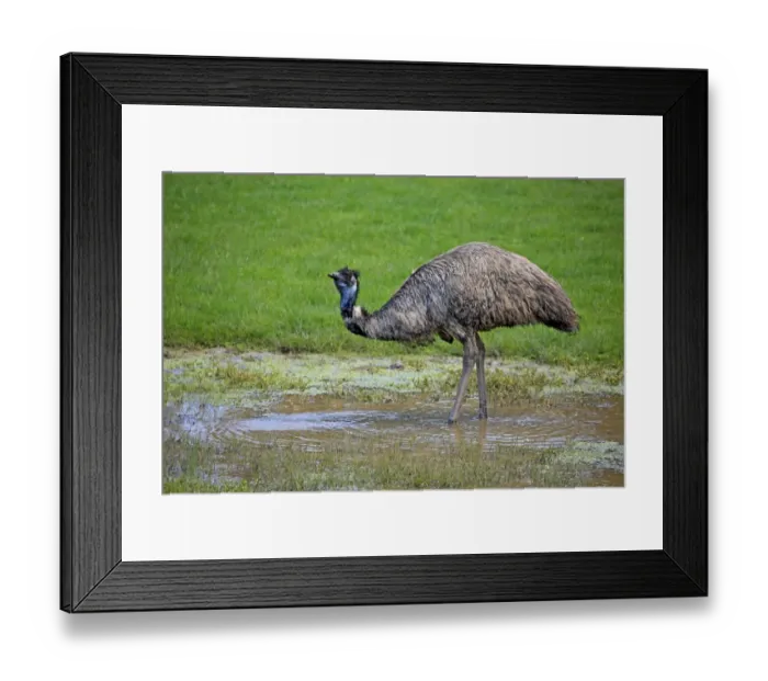 Framed Print : Emu (Dromaius novaehollandiae) adult, drinking, South Australia, Australia, October Framed Print : Emu (Dromaius novaehollandiae) adult, drinking, South Australia, Australia, October