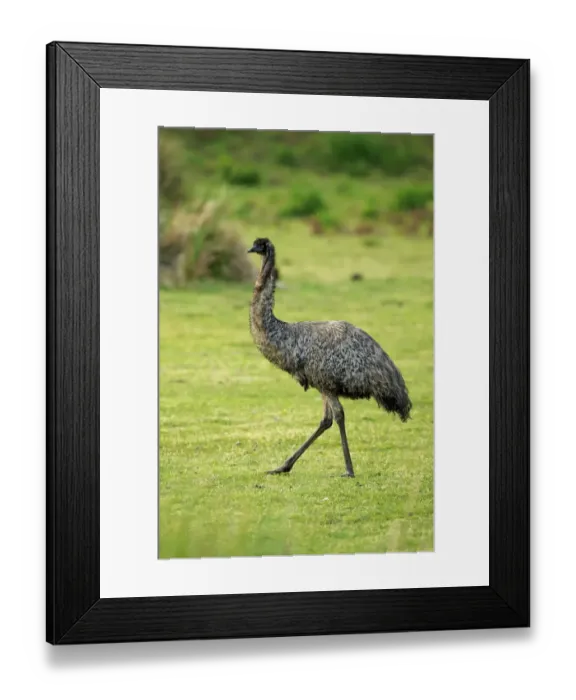Framed Print : Emu (Dromaius novaehollandiae) adult, walking, Wilsons Promontory N. P. Victoria, Australia, November Framed Print : Emu (Dromaius novaehollandiae) adult, walking, Wilsons Promontory N. P. Victoria, Australia, November