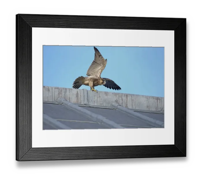 Framed Print : Peregrine Falcon (Falco peregrinus) juvenile, with wings spread, perched at cathedral nestsite, Norwich Cathedral Framed Print : Peregrine Falcon (Falco peregrinus) juvenile, with wings spread, perched at cathedral nestsite, Norwich Cathedral