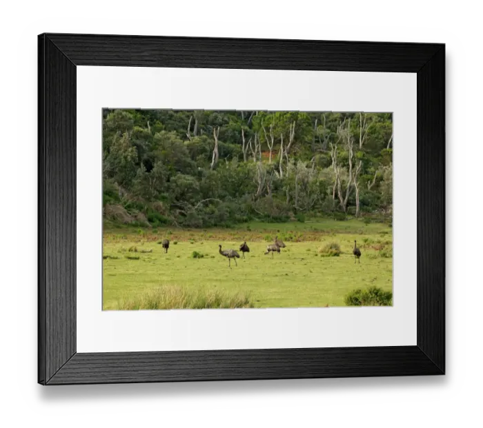 Framed Print : Emu (Dromaius novaehollandiae) six adults, foraging in habitat at edge of woodland, Wilsons Promontory N. P Framed Print : Emu (Dromaius novaehollandiae) six adults, foraging in habitat at edge of woodland, Wilsons Promontory N. P