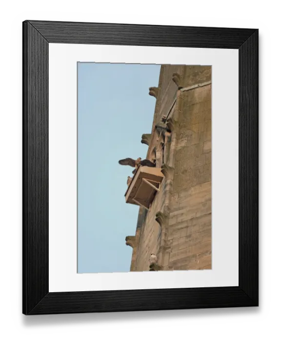 Framed Print : Peregrine Falcon (Falco peregrinus) adult and juveniles, perched on nesting platform at cathedral nestsite Framed Print : Peregrine Falcon (Falco peregrinus) adult and juveniles, perched on nesting platform at cathedral nestsite