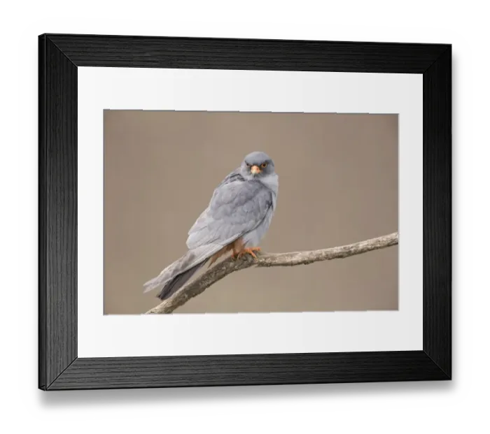 Framed Print : Red-footed Falcon (Falco vespertinus) adult male, calling, perched on branch, Hortobagy N. P. Hungary, April Framed Print : Red-footed Falcon (Falco vespertinus) adult male, calling, perched on branch, Hortobagy N. P. Hungary, April