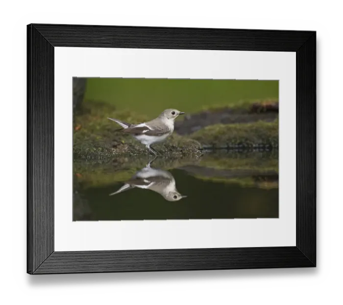 Framed Print : Collared Flycatcher (Ficedula albicollis) adult female, standing at pool in woodland, Debrecen, Hungary, April Framed Print : Collared Flycatcher (Ficedula albicollis) adult female, standing at pool in woodland, Debrecen, Hungary, April