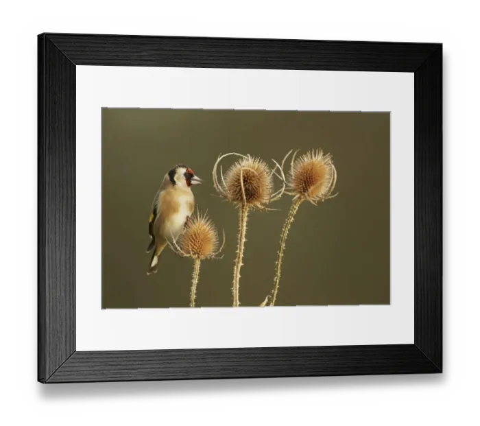 Framed Print : European Goldfinch (Carduelis carduelis) adult, feeding on teasel seedheads, Shropshire, England, December Framed Print : European Goldfinch (Carduelis carduelis) adult, feeding on teasel seedheads, Shropshire, England, December