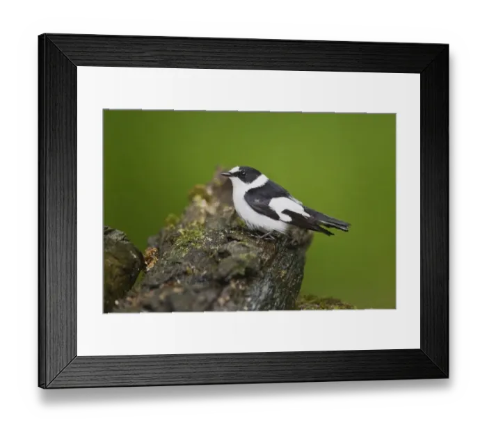 Framed Print : Collared Flycatcher (Ficedula albicollis) adult male, breeding plumage, standing on log at pool in woodland, Debrecen Framed Print : Collared Flycatcher (Ficedula albicollis) adult male, breeding plumage, standing on log at pool in woodland, Debrecen