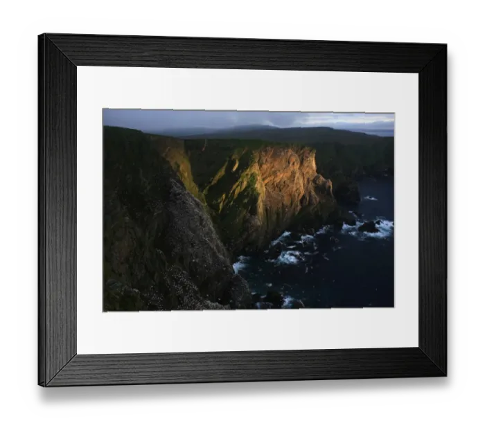 Framed Print : Northern Gannet (Morus bassanus) nesting colony, view of sea cliffs habitat lit with sunbeam, Hermaness N. N. R Framed Print : Northern Gannet (Morus bassanus) nesting colony, view of sea cliffs habitat lit with sunbeam, Hermaness N. N. R
