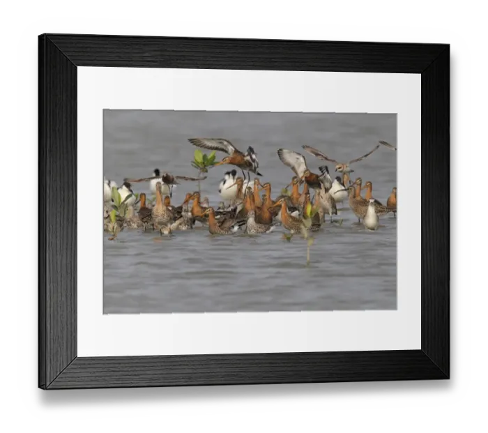 Framed Print : Black-tailed Godwit (Limosa limosa melanuroides), Great Knot (Calidris teniurostris) Framed Print : Black-tailed Godwit (Limosa limosa melanuroides), Great Knot (Calidris teniurostris)