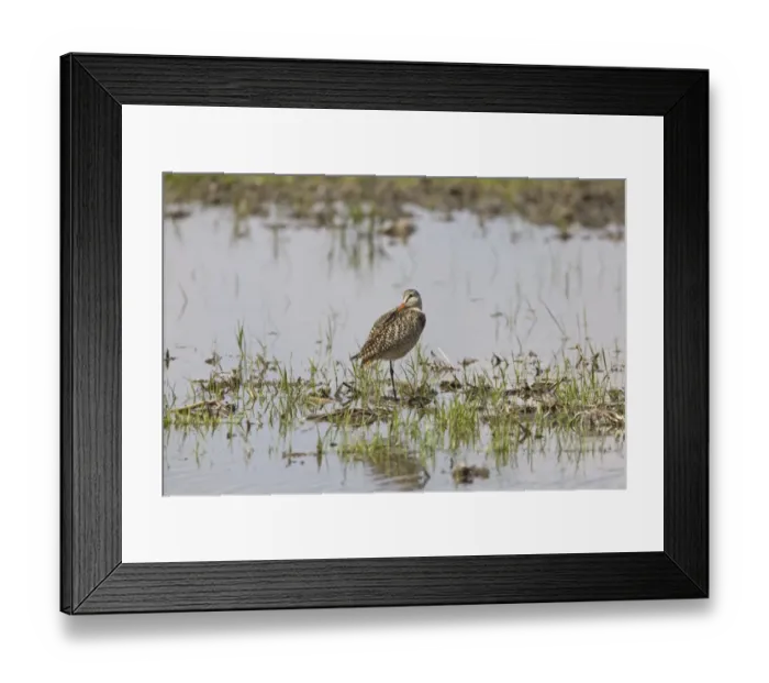 Framed Print : Marbled Godwit (Limosa fedoa) adult, breeding plumage, standing on one leg, in shallow water in field on prairie Framed Print : Marbled Godwit (Limosa fedoa) adult, breeding plumage, standing on one leg, in shallow water in field on prairie