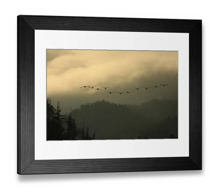 Framed Print : Canada Goose (Branta canadensis) flock, in flight, silhouetted at dawn, over temperate coastal rainforest Framed Print : Canada Goose (Branta canadensis) flock, in flight, silhouetted at dawn, over temperate coastal rainforest