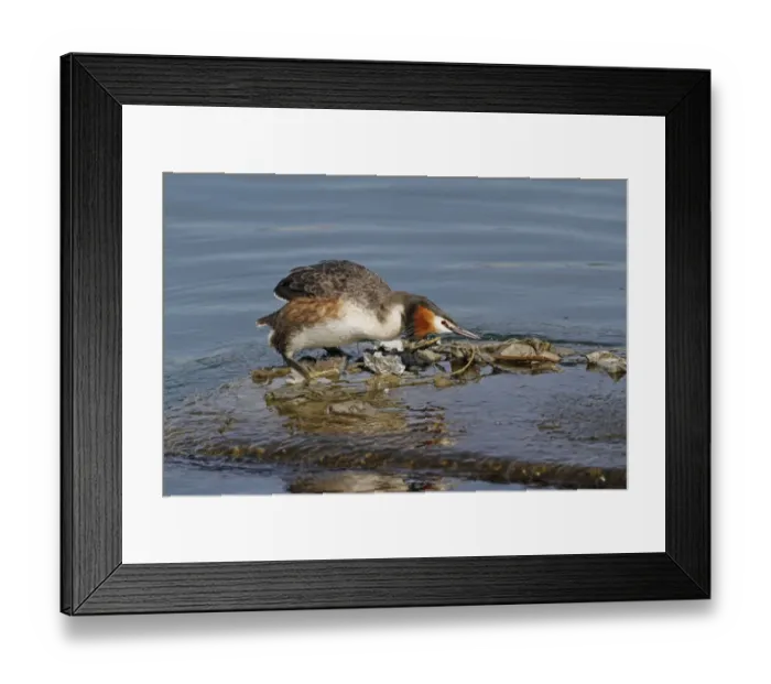 Framed Print : Great Crested Grebe (Podiceps cristatus) adult, breeding plumage, building nest using discarded rubbish floating Framed Print : Great Crested Grebe (Podiceps cristatus) adult, breeding plumage, building nest using discarded rubbish floating