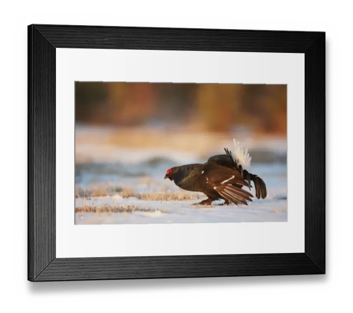 Framed Print : Black Grouse (Tetrao tetrix) adult male, displaying on snow at lek in early morning sunlight, Finland, March Framed Print : Black Grouse (Tetrao tetrix) adult male, displaying on snow at lek in early morning sunlight, Finland, March
