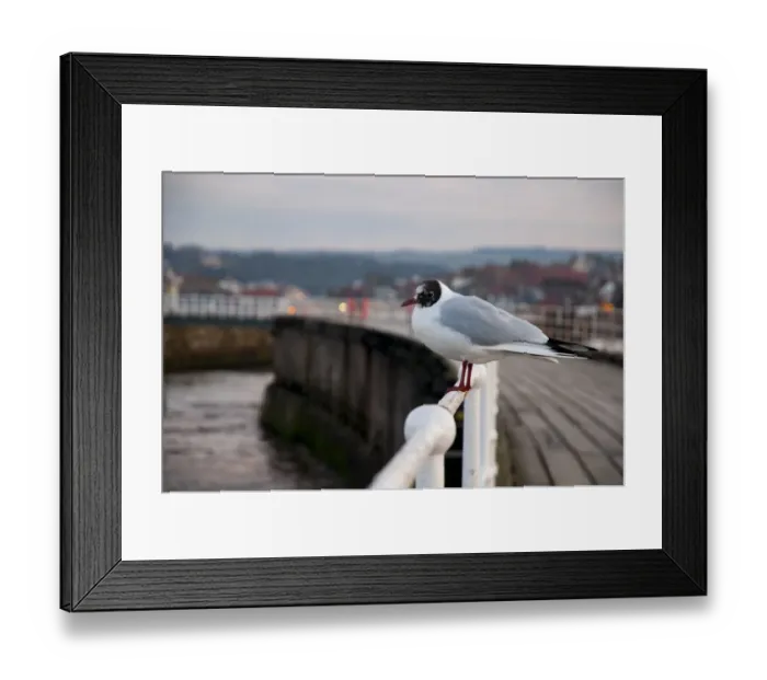 Framed Print : Black-headed Gull (Chroicocephalus ridibundus) adult, moulting into breeding plumage, standing on railing of pier Framed Print : Black-headed Gull (Chroicocephalus ridibundus) adult, moulting into breeding plumage, standing on railing of pier