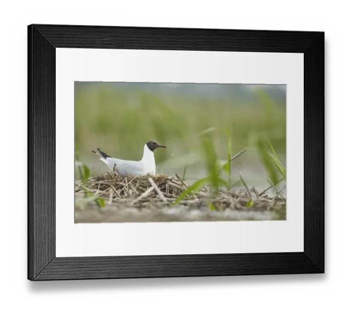Framed Print : Black-headed Gull (Chroicocephalus ridibundus) adult, breeding plumage, sitting on nest in old reedbed, Bulgaria, May Framed Print : Black-headed Gull (Chroicocephalus ridibundus) adult, breeding plumage, sitting on nest in old reedbed, Bulgaria, May