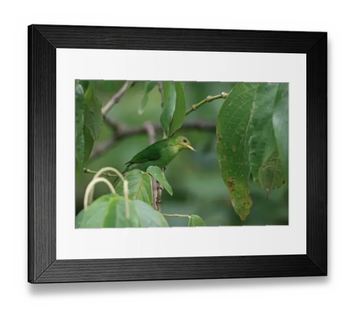 Framed Print : Green Honeycreeper (Chlorophanes spiza) adult female, perched on twig amongst leaves, Trinidad, Trinidad and Tobago Framed Print : Green Honeycreeper (Chlorophanes spiza) adult female, perched on twig amongst leaves, Trinidad, Trinidad and Tobago