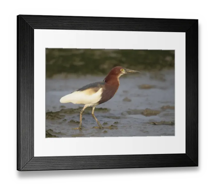 Framed Print : Chinese Pond-heron (Ardeola bacchus) adult, breeding plumage, standing on mudflats, Mai Po Marshes Reserve, Deep Bay Framed Print : Chinese Pond-heron (Ardeola bacchus) adult, breeding plumage, standing on mudflats, Mai Po Marshes Reserve, Deep Bay
