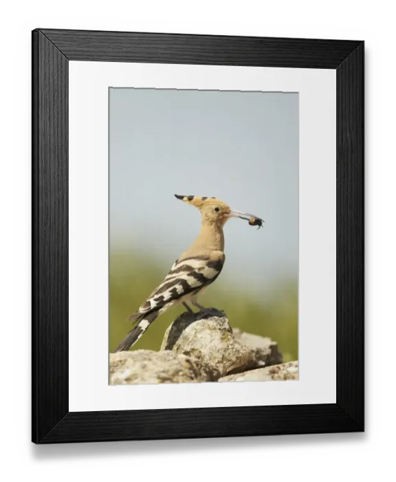Framed Print : Eurasian Hoopoe (Upupa epops) adult, with beetle in beak, standing on rocks, Hungary, May Framed Print : Eurasian Hoopoe (Upupa epops) adult, with beetle in beak, standing on rocks, Hungary, May